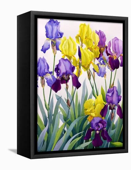 Yellow and Purple Irises-Christopher Ryland-Framed Premier Image Canvas