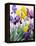 Yellow and Purple Irises-Christopher Ryland-Framed Premier Image Canvas