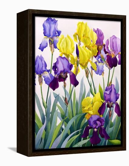 Yellow and Purple Irises-Christopher Ryland-Framed Premier Image Canvas