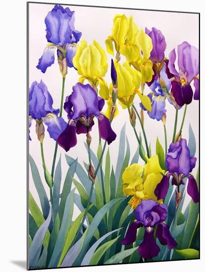 Yellow and Purple Irises-Christopher Ryland-Mounted Giclee Print