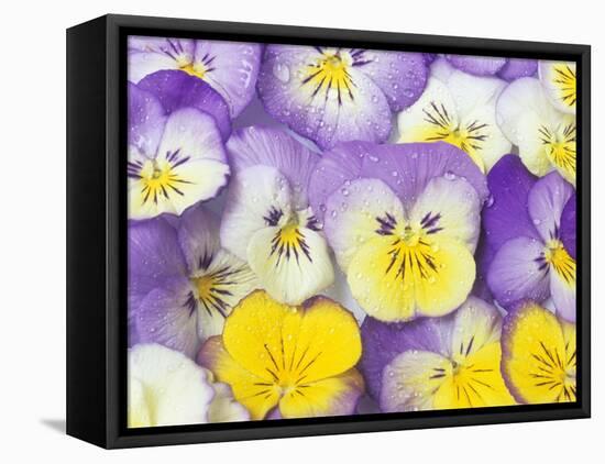 Yellow and Purple Pansies-Linda Burgess-Framed Premier Image Canvas