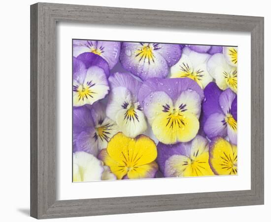 Yellow and Purple Pansies-Linda Burgess-Framed Photographic Print