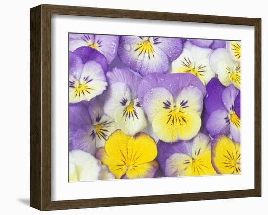 Yellow and Purple Pansies-Linda Burgess-Framed Photographic Print