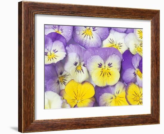 Yellow and Purple Pansies-Linda Burgess-Framed Photographic Print