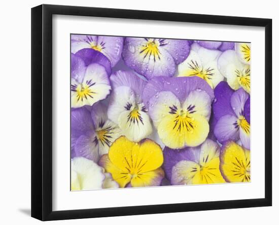 Yellow and Purple Pansies-Linda Burgess-Framed Photographic Print