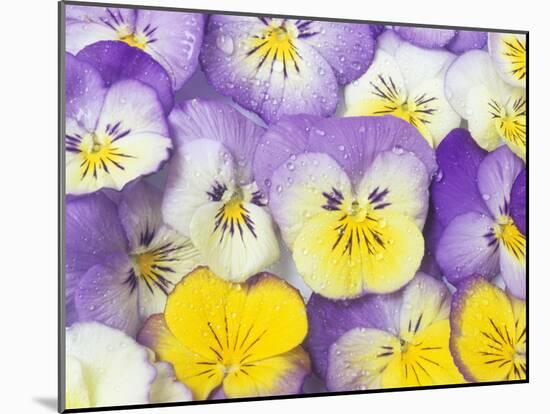 Yellow and Purple Pansies-Linda Burgess-Mounted Photographic Print