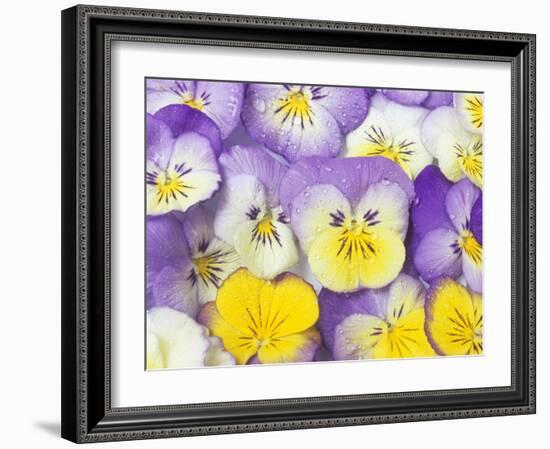 Yellow and Purple Pansies-Linda Burgess-Framed Photographic Print