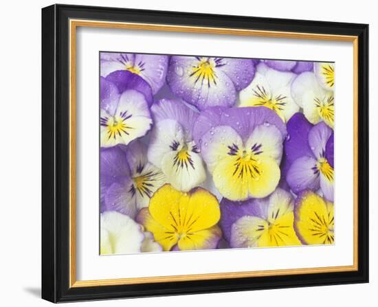 Yellow and Purple Pansies-Linda Burgess-Framed Photographic Print