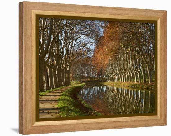 Yellow and Red Leaves in Autumn Along the Canal Du Midi, UNESCO World Heritage Site, Aude, Languedo-Tuul-Framed Premier Image Canvas