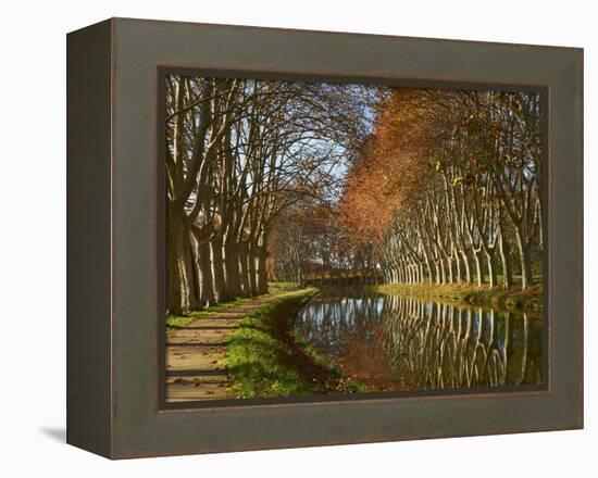 Yellow and Red Leaves in Autumn Along the Canal Du Midi, UNESCO World Heritage Site, Aude, Languedo-Tuul-Framed Premier Image Canvas