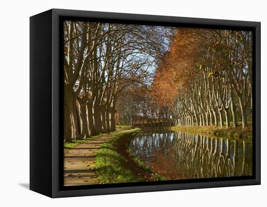 Yellow and Red Leaves in Autumn Along the Canal Du Midi, UNESCO World Heritage Site, Aude, Languedo-Tuul-Framed Premier Image Canvas