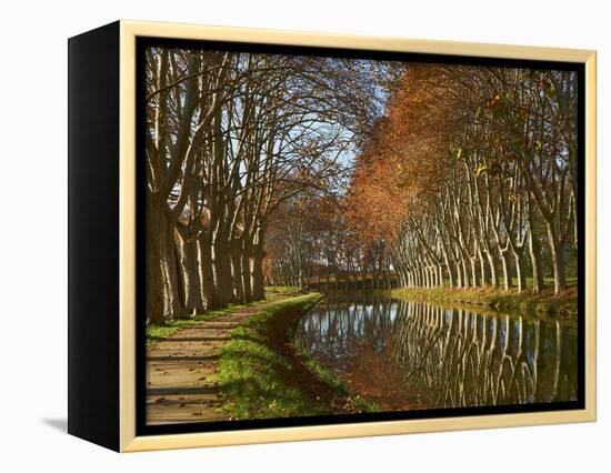 Yellow and Red Leaves in Autumn Along the Canal Du Midi, UNESCO World Heritage Site, Aude, Languedo-Tuul-Framed Premier Image Canvas