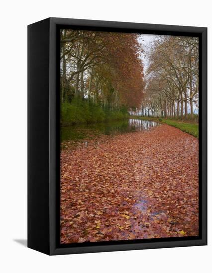 Yellow and Red Leaves in Autumn Along the Canal Du Midi, UNESCO World Heritage Site, Aude, Languedo-Tuul-Framed Premier Image Canvas