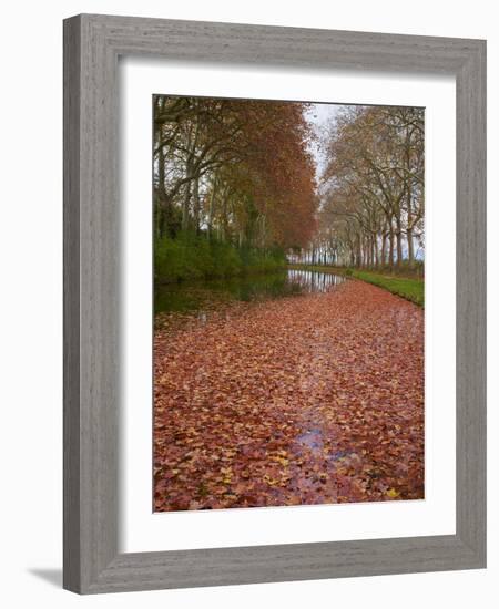 Yellow and Red Leaves in Autumn Along the Canal Du Midi, UNESCO World Heritage Site, Aude, Languedo-Tuul-Framed Photographic Print