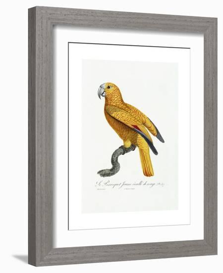 Yellow and Red Parrot, C.1801-05-Jacques Barraband-Framed Giclee Print