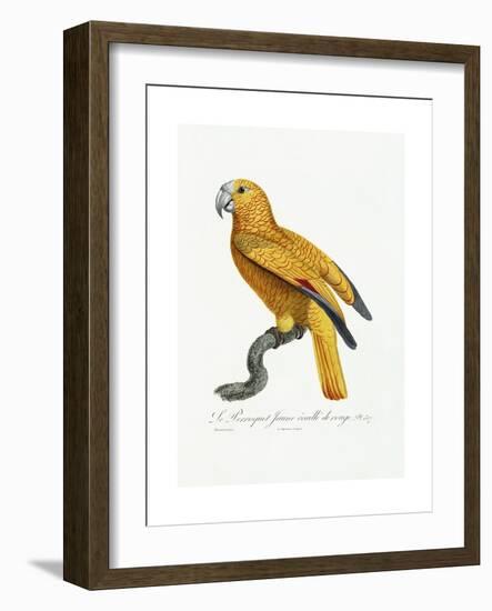 Yellow and Red Parrot, C.1801-05-Jacques Barraband-Framed Giclee Print