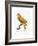 Yellow and Red Parrot, C.1801-05-Jacques Barraband-Framed Giclee Print