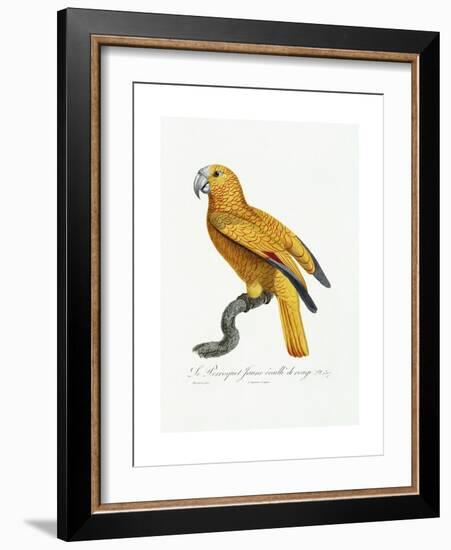 Yellow and Red Parrot, C.1801-05-Jacques Barraband-Framed Giclee Print