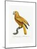 Yellow and Red Parrot, C.1801-05-Jacques Barraband-Mounted Giclee Print