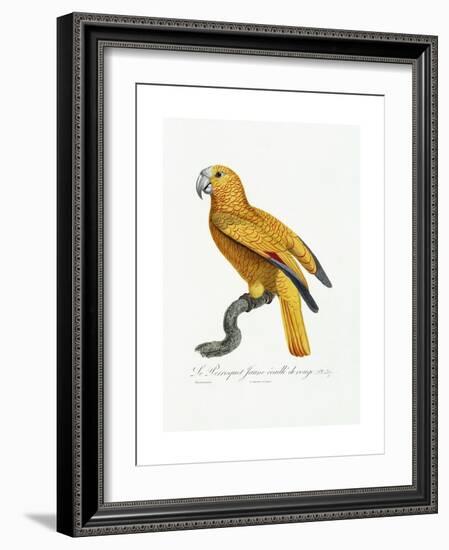 Yellow and Red Parrot, C.1801-05-Jacques Barraband-Framed Giclee Print