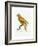 Yellow and Red Parrot, C.1801-05-Jacques Barraband-Framed Giclee Print