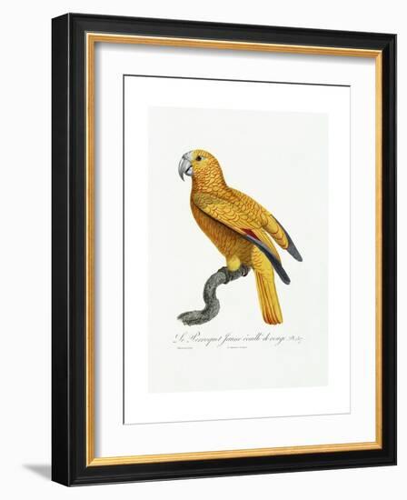 Yellow and Red Parrot, C.1801-05-Jacques Barraband-Framed Giclee Print