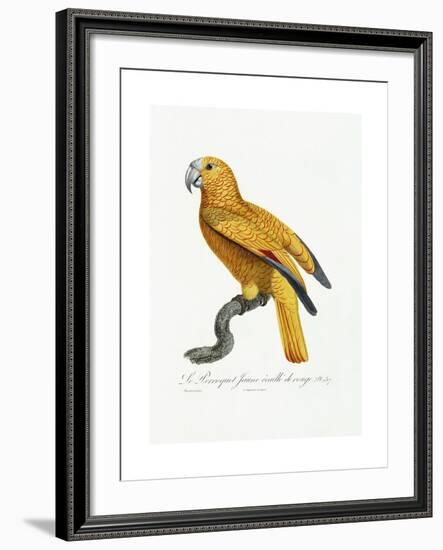 Yellow and Red Parrot, C.1801-05-Jacques Barraband-Framed Giclee Print