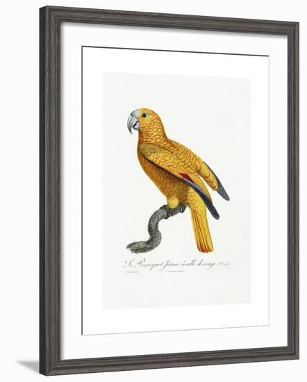 Yellow and Red Parrot, C.1801-05-Jacques Barraband-Framed Giclee Print