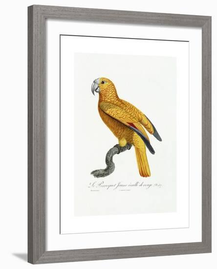 Yellow and Red Parrot, C.1801-05-Jacques Barraband-Framed Giclee Print