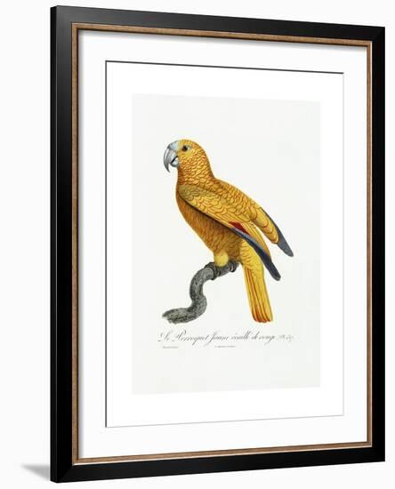 Yellow and Red Parrot, C.1801-05-Jacques Barraband-Framed Giclee Print