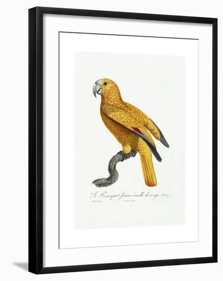 Yellow and Red Parrot, C.1801-05-Jacques Barraband-Framed Giclee Print