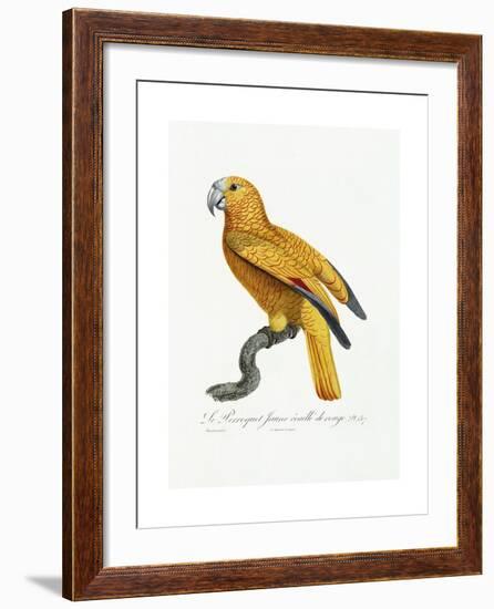 Yellow and Red Parrot, C.1801-05-Jacques Barraband-Framed Giclee Print