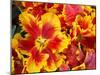 Yellow and Red Parrot Tulips-Anna Miller-Mounted Photographic Print