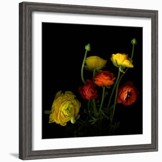 Yellow and Red Ranunculus-Magda Indigo-Framed Photographic Print