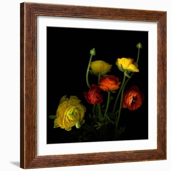 Yellow and Red Ranunculus-Magda Indigo-Framed Photographic Print