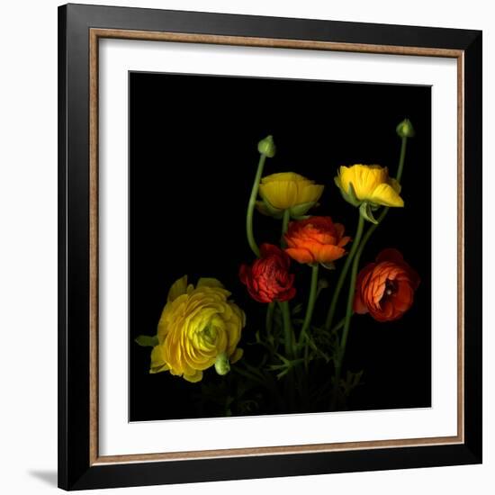 Yellow and Red Ranunculus-Magda Indigo-Framed Photographic Print