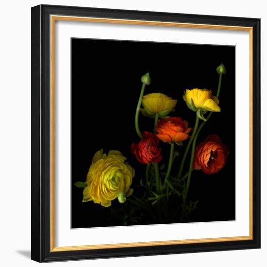 Yellow and Red Ranunculus-Magda Indigo-Framed Photographic Print