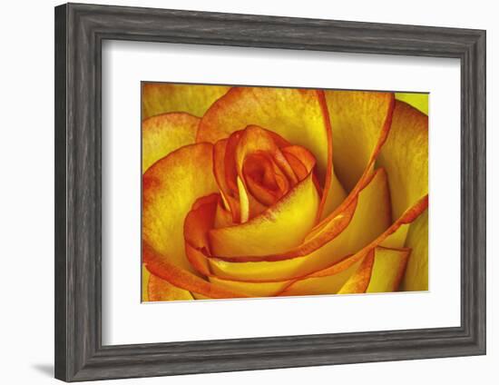 Yellow and Red Rose-Adam Jones-Framed Photographic Print