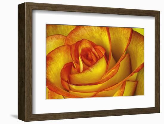 Yellow and Red Rose-Adam Jones-Framed Photographic Print