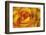 Yellow and Red Rose-Adam Jones-Framed Photographic Print