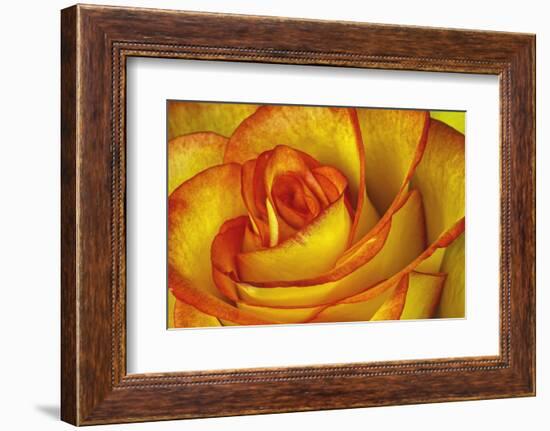 Yellow and Red Rose-Adam Jones-Framed Photographic Print