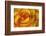 Yellow and Red Rose-Adam Jones-Framed Photographic Print