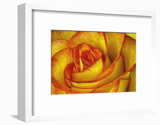 Yellow and Red Rose-Adam Jones-Framed Photographic Print