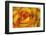 Yellow and Red Rose-Adam Jones-Framed Photographic Print