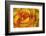 Yellow and Red Rose-Adam Jones-Framed Photographic Print