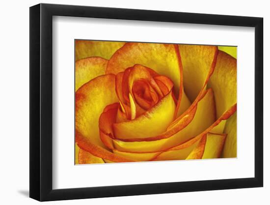 Yellow and Red Rose-Adam Jones-Framed Photographic Print