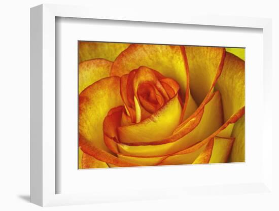 Yellow and Red Rose-Adam Jones-Framed Photographic Print