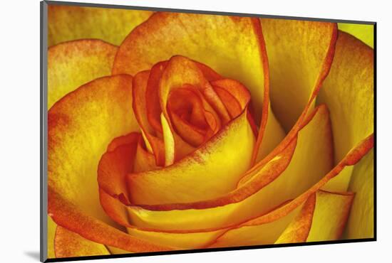 Yellow and Red Rose-Adam Jones-Mounted Photographic Print