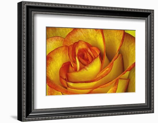 Yellow and Red Rose-Adam Jones-Framed Photographic Print