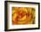 Yellow and Red Rose-Adam Jones-Framed Photographic Print